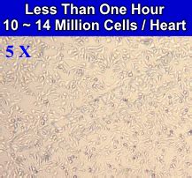 cellutron|Neonatal Cardiomyocyte Isolation .